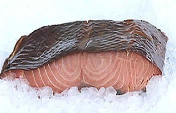 Chum Salmon